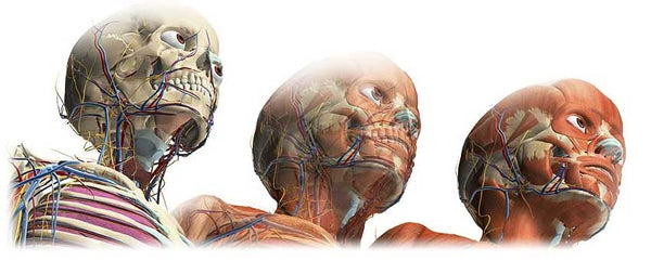 Anatomía y Fisiología en Línea