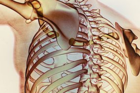 Anatomía y Fisiología en Línea
