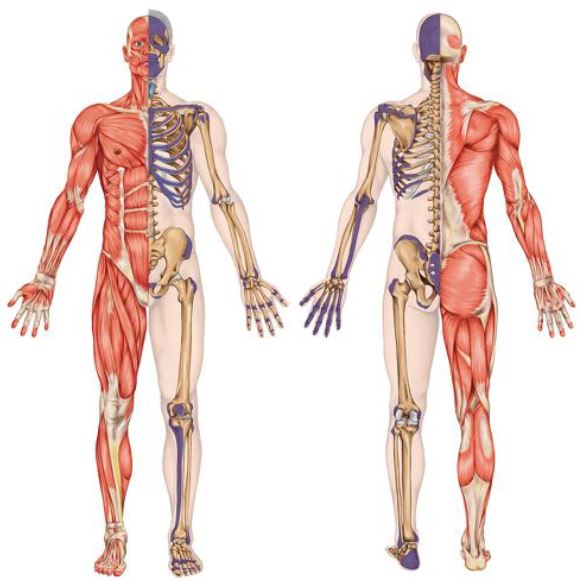 Los métodos iniciales para estudiar la anatomía y fisiología humana consistían en observar el fuera del cuerpo, junto con her
